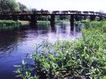 (13/21): Wkra - krowy na moście<br>2005-05