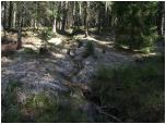 (12/117): Nasz szlak przecinały potoczki, wysiękające z napęczniałych wilgocią mchów.<br>2008-04-26
