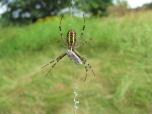 (17/23): Bug - pajączek ze zdobyczą<br>2010-07