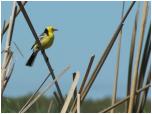 (25/109): Rzeka Biebrza - pliszka cytrynowa.<br>2012-05-02