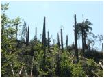 (86/109): Rzeka Wda - las po kataklizmie.<br>2012-07-27