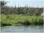 (87/109): Rzeka Wda - las po kataklizmie.<br>2012-07-27