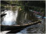 (108/109): Rzeka Sawica - na lenym odcinku.<br>2012-09-29