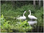 (54/66): Rzeka Marycha - w rezerwacie Kukle.<br>2013-08-12