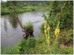 (51/71): Rzeka Pilica - Pilica w okolicy Mysłakowic<br>2014-07-10