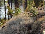 (35/83): Chrobotek reniferowy, borówki, las, jezioro, spokój: oto Finlandia.<br>2014-08-01
