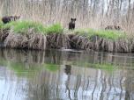 (23/111): Łyna, spotkaliśmy przeprawiające się wpław dziki<br>2016-04-29