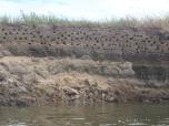 (58/111): Narew, w skarpach nad Narwi± liczne domki pobudowa³y jaskó³ki<br>2016-07-10