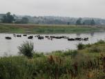 (70/111): Narew, dotarły do nas przez rzekę<br>2016-07-12