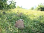 (83/111): Narew, parę cmentarnych kamieni - tyle pozostało po nowogrodzkich Żydach<br>2016-07-13