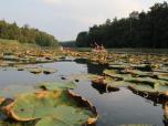 (98/111): Brodnickie, struga na jez. Partęczyny była płytka i przegradzało ją kilkanaście drzew<br>2016-09-10