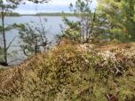 (11/53): na Hjälmgarnsö<br>2016-08-15