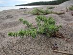 (41/53): na wyspie Askö jest nawet piaszczysta plaża, jak to nad Bałtykiem<br>2016-08-19