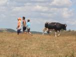(9/80): Horyhlady, sprowadzanie krów z pastwiska<br>2016-07-21
