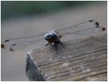(77/106): 2019-07-24<br>Obra - odwiedziła nas ważka