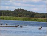 (95/106): 2019-09-06<br>Narew - czajki