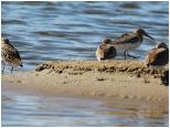 (96/106): 2019-09-06<br>Narew - biegusy