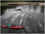 (98/106): 2019-09-07<br>Narew - próg w Ostrołęce