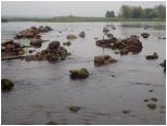 (100/106): 2019-09-08<br>Narew - rafa rzeczna